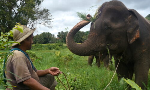 Mahout in Thailand