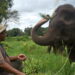 Mahout in Thailand