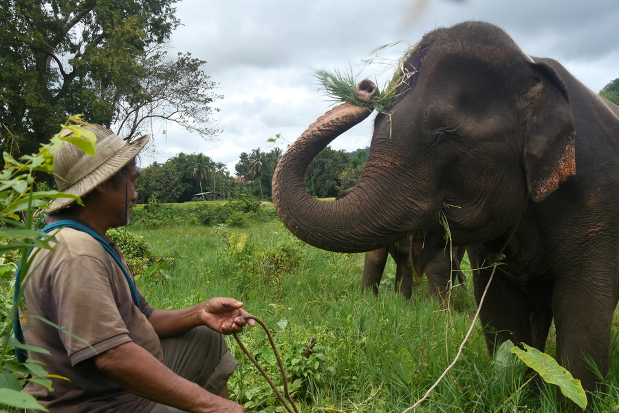 Mahout in Thailand