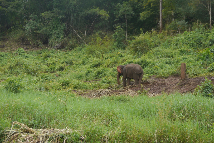 Elephants near Chiang Mai