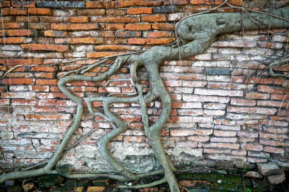 Tree root at the Ayutthaya Temple