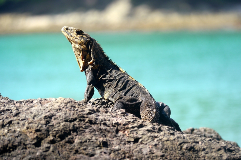 iguana-manuel-antonio-national-park