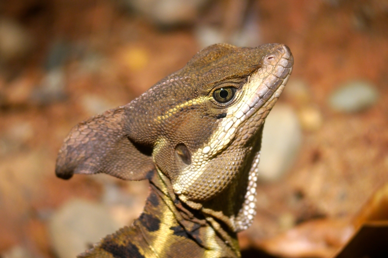 jesus-christ-lizard-manuel-antonio