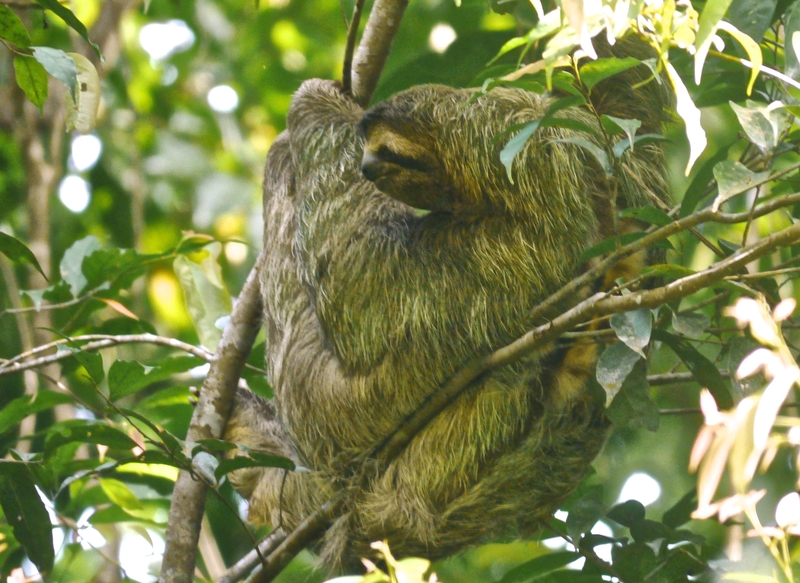 sloth-in-manuel-antonio-national-park