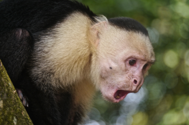 white-faced-capuchin-monkey-costa-rica
