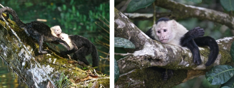 White-Faced Capuchins in Corcovado National Park
