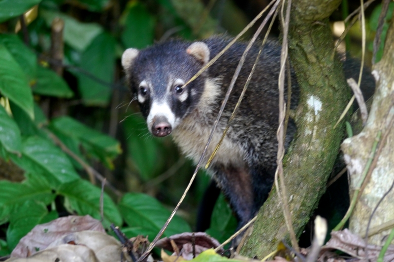 coati-costa-rica