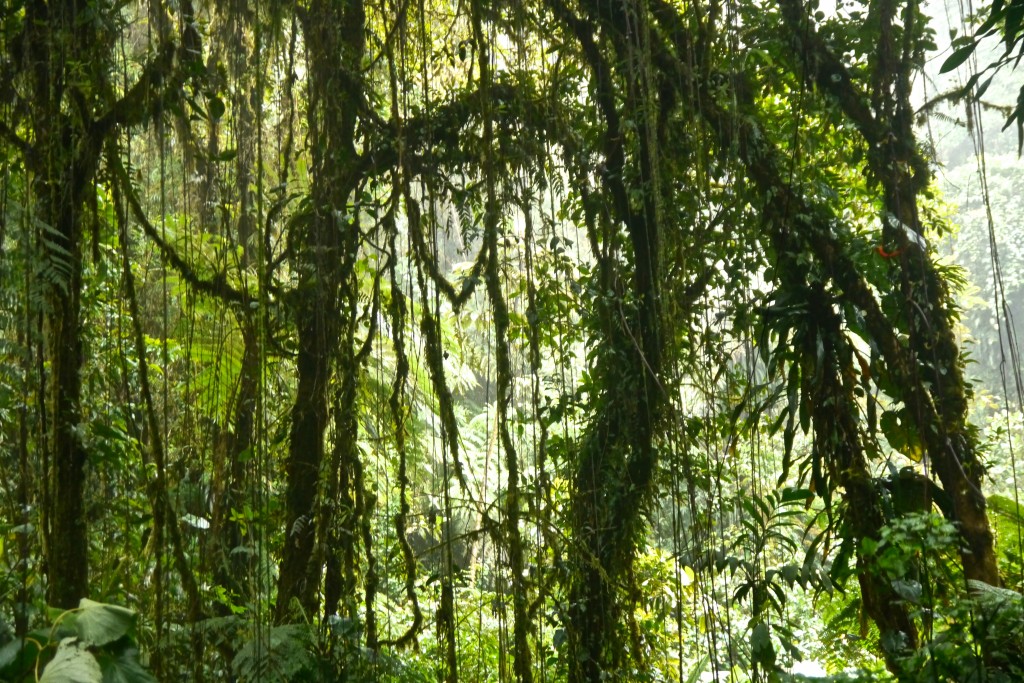 Santa Elena Cloud Forest--wind and rain--Erika's Travels