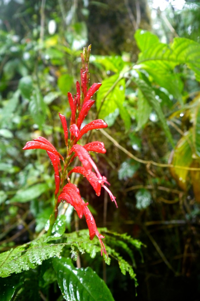Vegetation, Monteverde Rainforest, Costa Rica