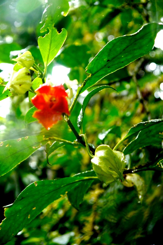 Flowers in Monteverde Rainforest