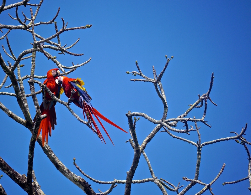 scarlet-macaws-costa-rica