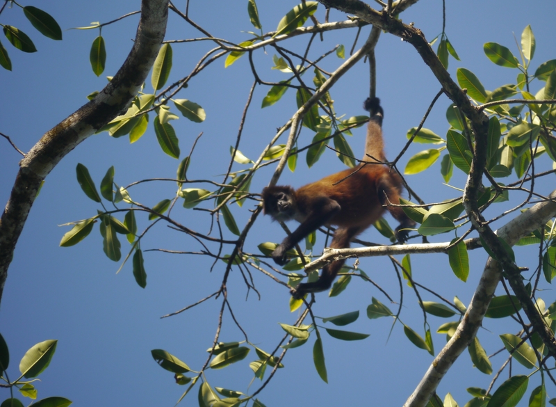 spider-monkey-corcovado