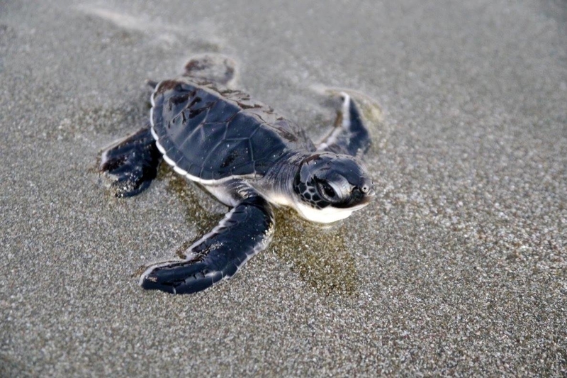 Baby Olive Ridley Turtle at Playa Hermosa in Nicaragua