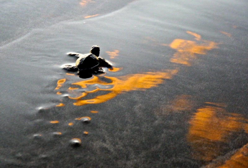 Olive Ridley Turtles in San Juan del Sur