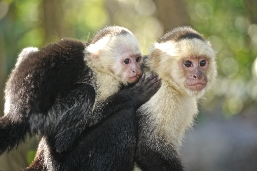 White Faced Capuchins