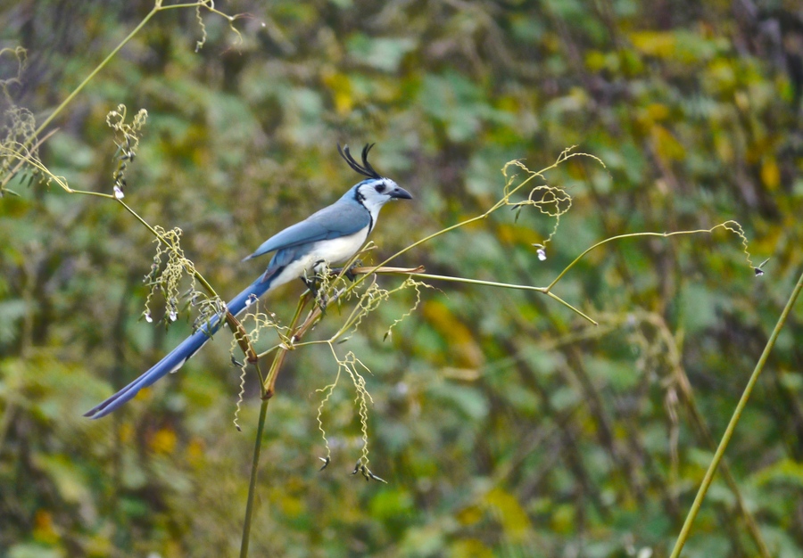 Bird in Charco Verde