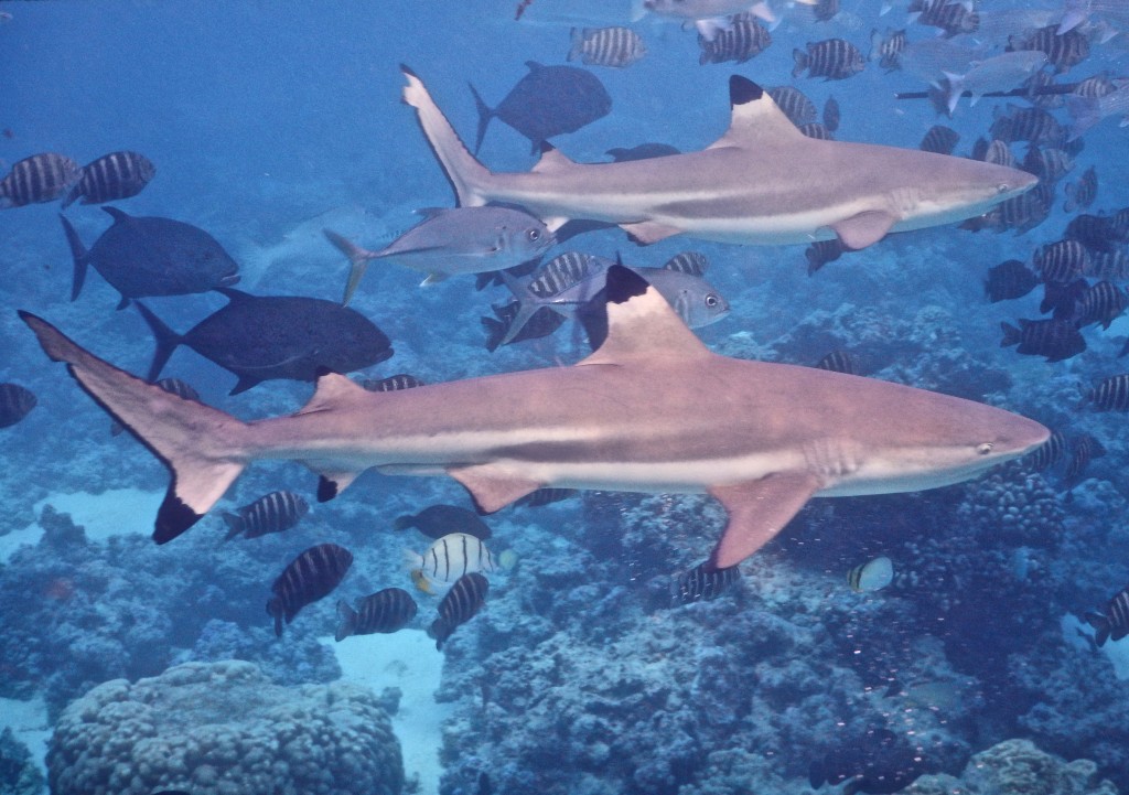 Black-Tipped Reef Sharks spotted while snorkeling in french polynesia