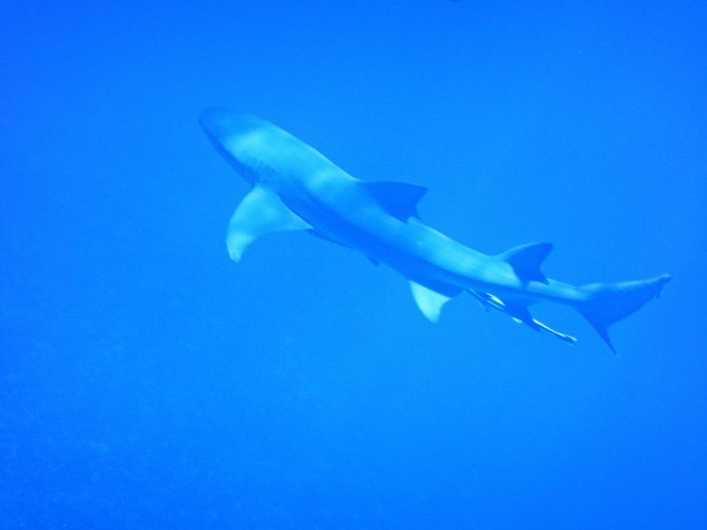 Lemon Shark in French Polynesia