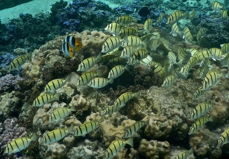 Moorea Snorkeling