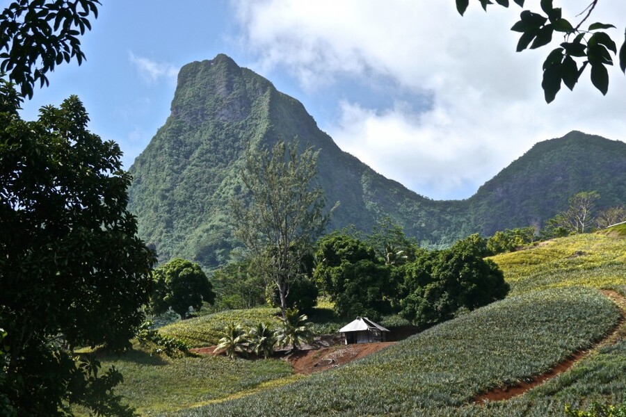 Moorea plantation with mountain backdrop