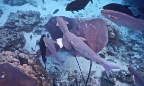 Stingrays in French Polynesia