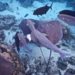 Stingrays in French Polynesia