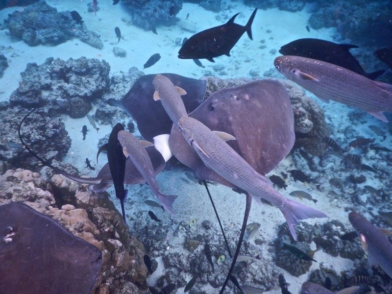 Stingrays in French Polynesia