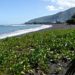 Black Sand Beach in Tahiti