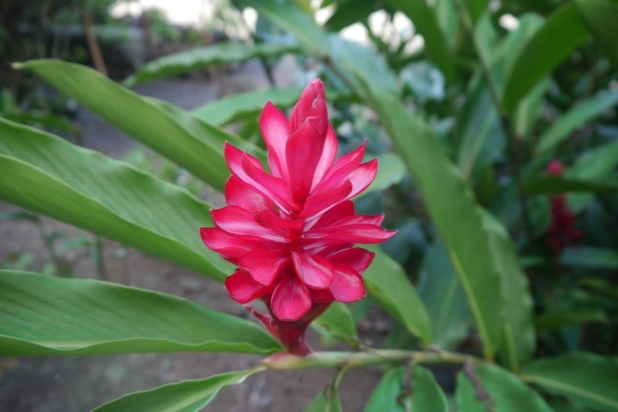 Tahiti Flower