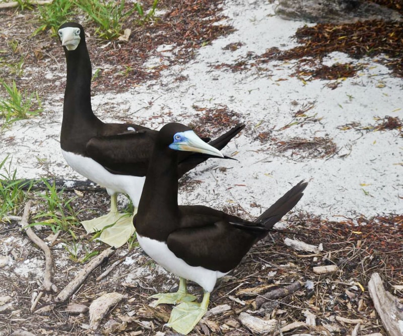 Birds in French Polynesia