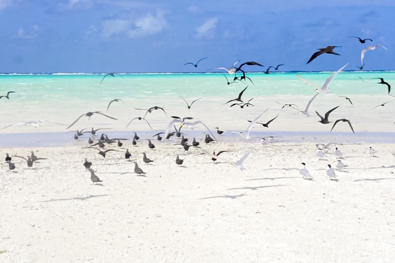 Flock of Birds on Bird Island in Tetiaroa Atoll