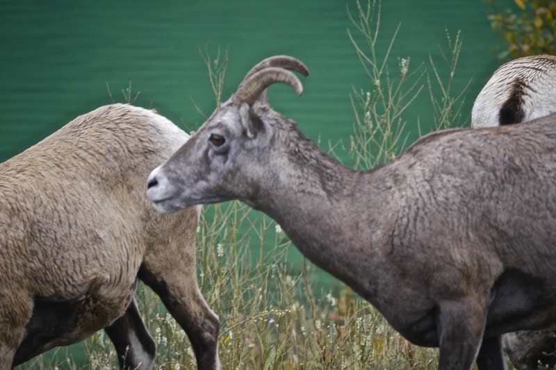 Jasper National Park Wildlife