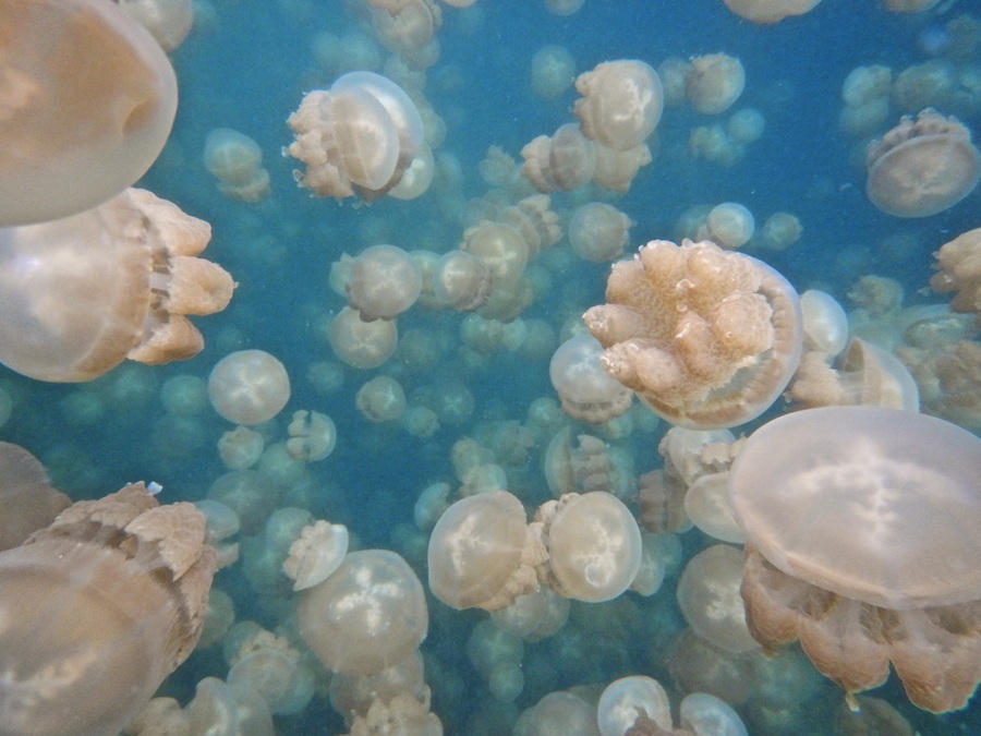 Floating Jellyfish in Palau