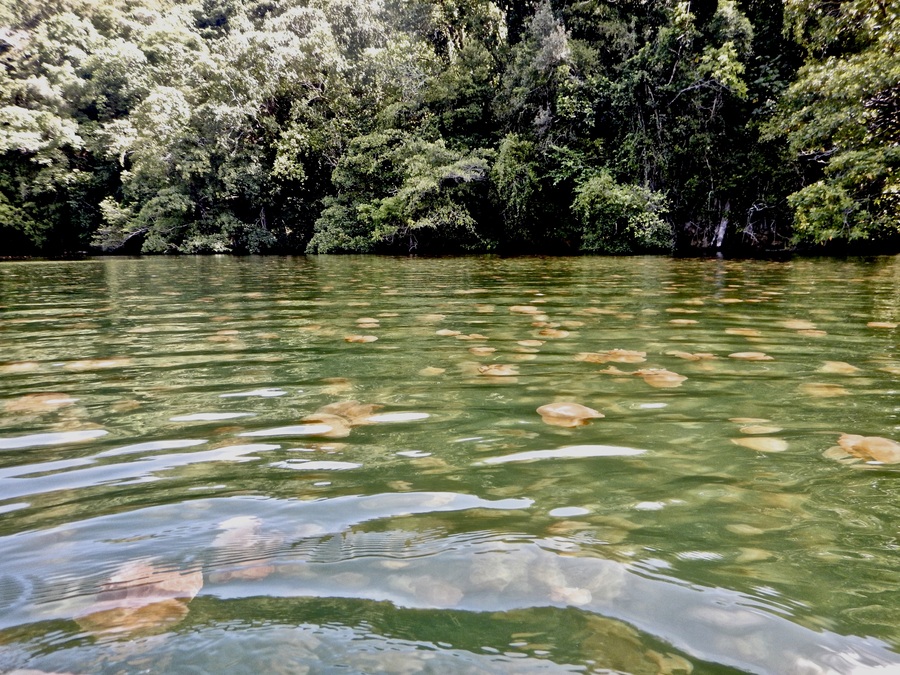 view of Jellyfish Lake from out of the water