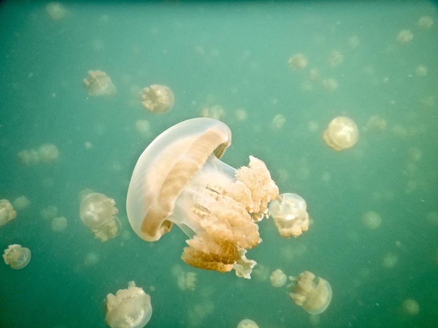 Jellyfish in Palau