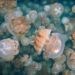 Jellyfish Lake, Palau