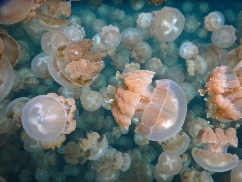 Jellyfish Lake, Palau