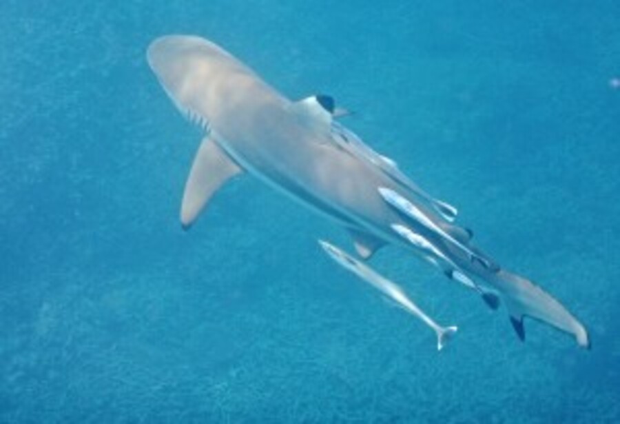 Sharks in Palau