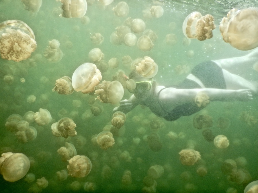 Swimming in Jellyfish Lake