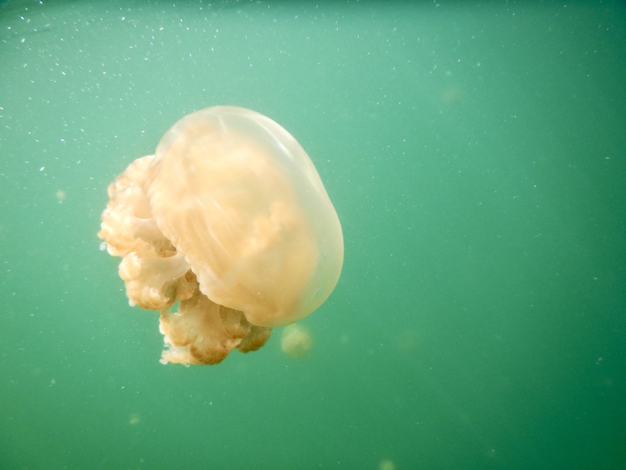 non-stinging jellyfish in Palau