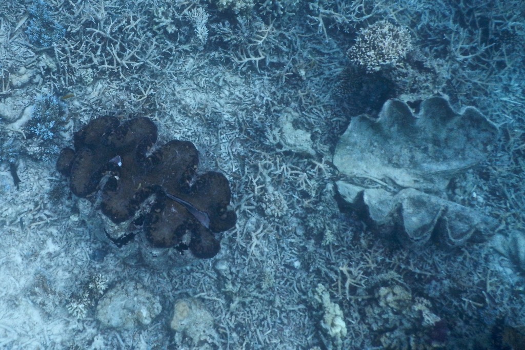 Snorkeling in Clam CIty, Palau