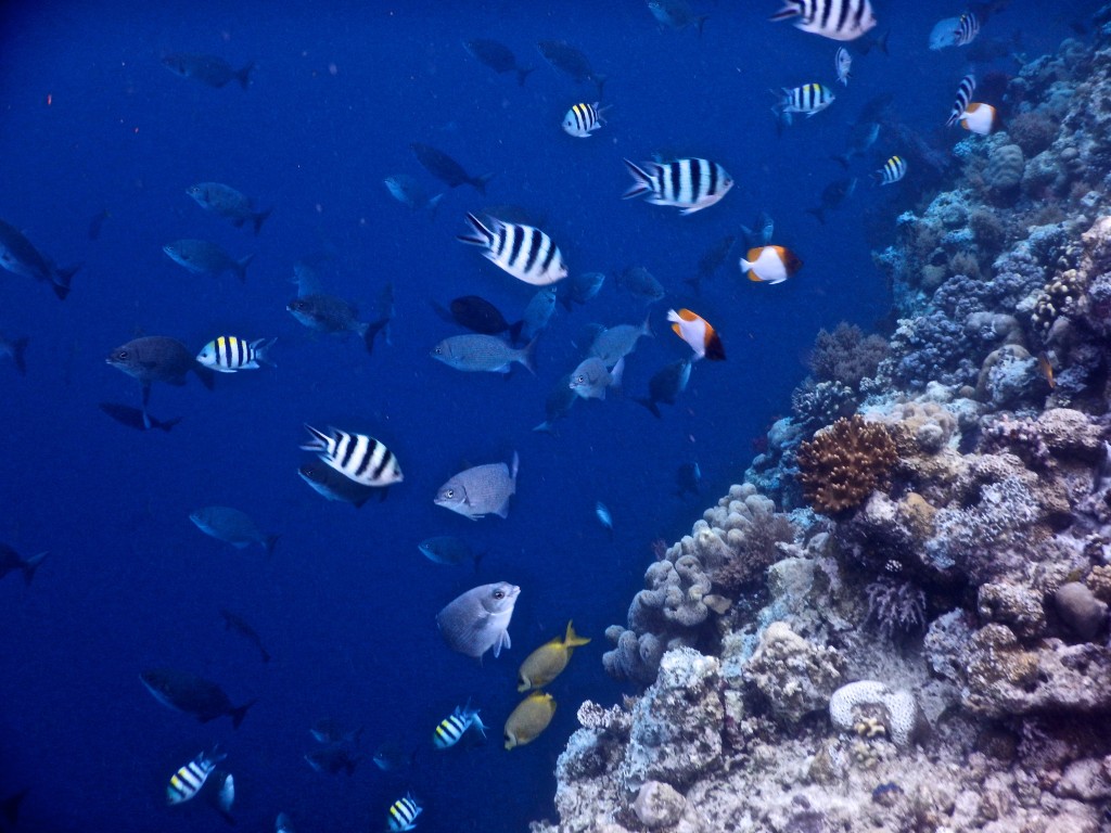 Snorkeling in Palau