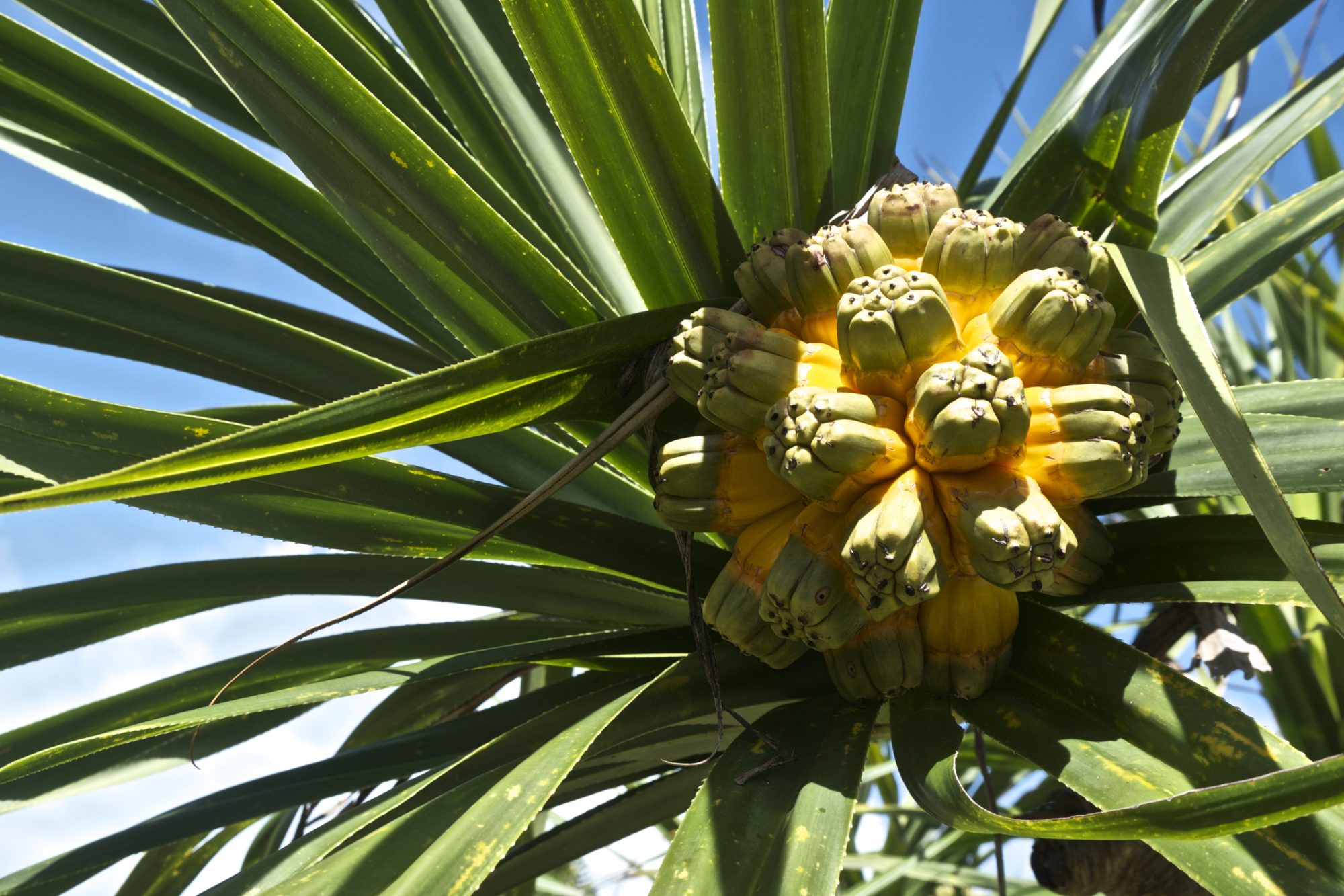 Flora in Palau