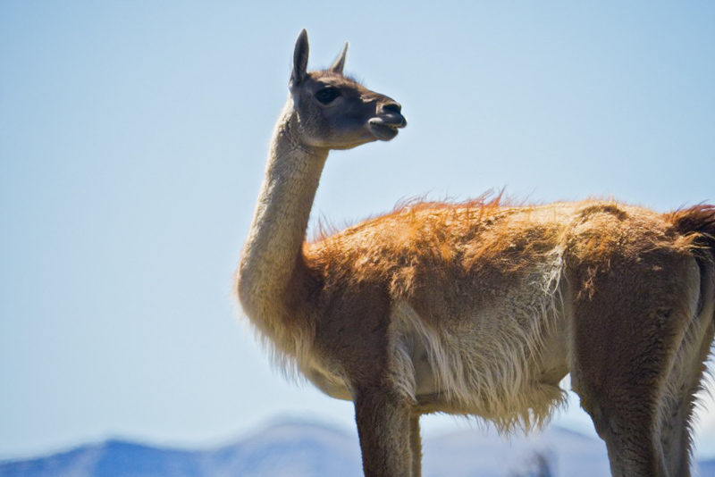 Guanaco on the W Trek in Chile