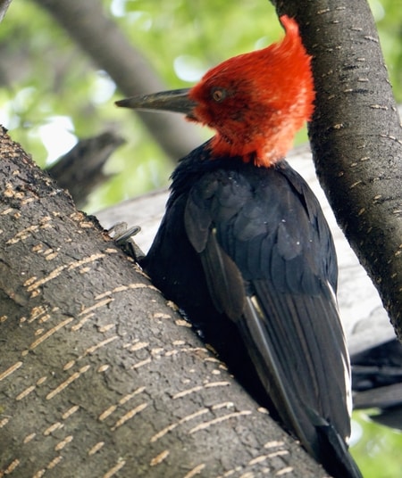 Woodpecker on the Hike to Laguna Torre