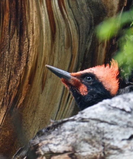 Woodpecker in El Chalten
