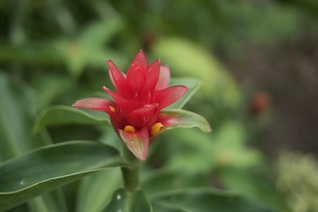 Singapore Garden