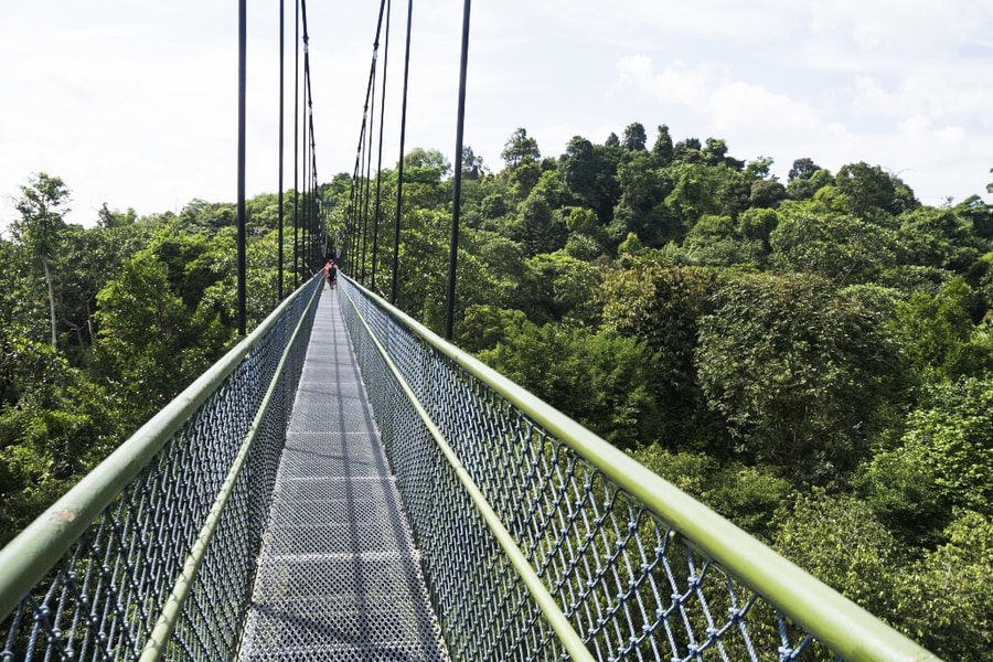 MacRitchie Park in Singapore