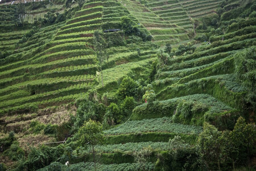 Dieng Plateau terraces