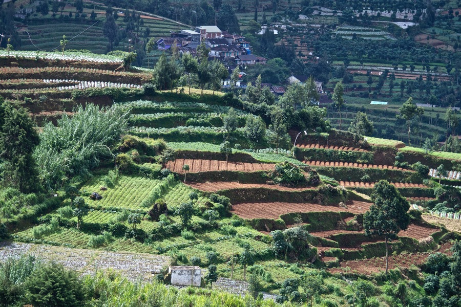Crop terraces, Dieng Plateau